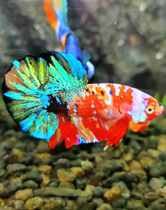 PLAKAT GALAXY MULTICOLOR BETTA FISH