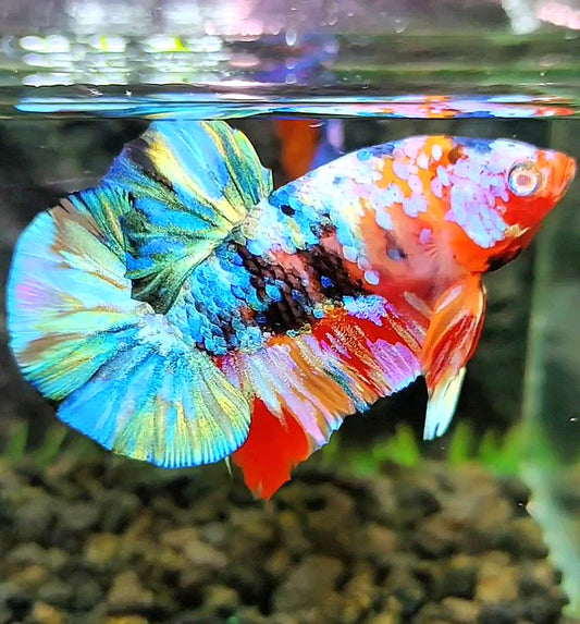PLAKAT GALAXY MULTICOLOR BETTA FISH