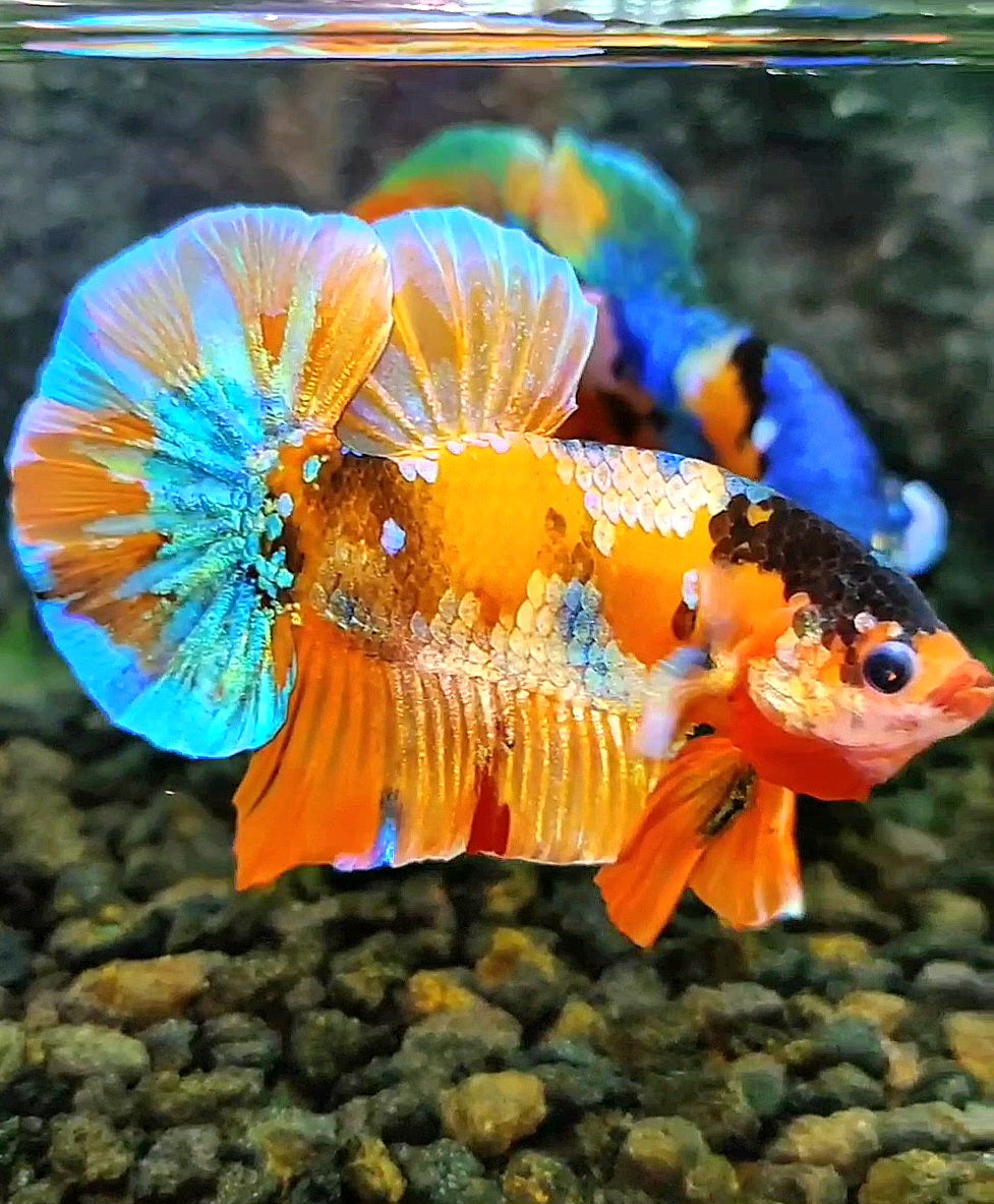 PLAKAT ORANGE GOLD GALAXY MULTICOLOR BETTA FISH