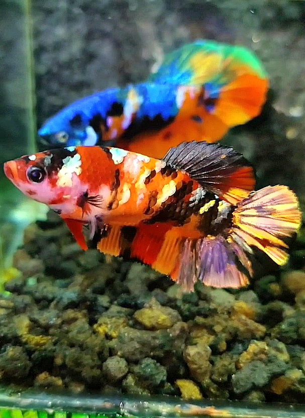 FEMALE PLAKAT ORANGE COPPER GALAXY MULTICOLOR BETTA FISH
