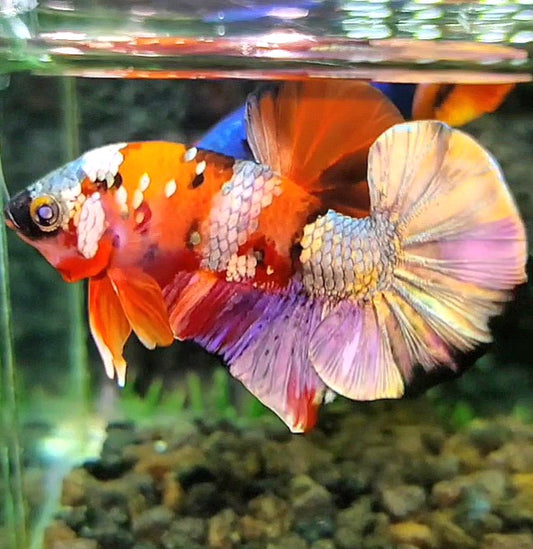PLAKAT ORANGE COPPER GALAXY PATTERN MULTICOLOR BETTA FISH