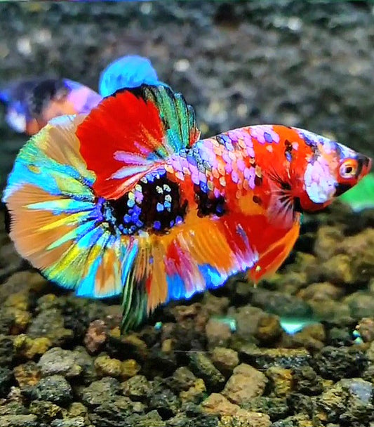 LUXURY PLAKAT RAINBOW GALAXY MULTICOLOR BETTA FISH