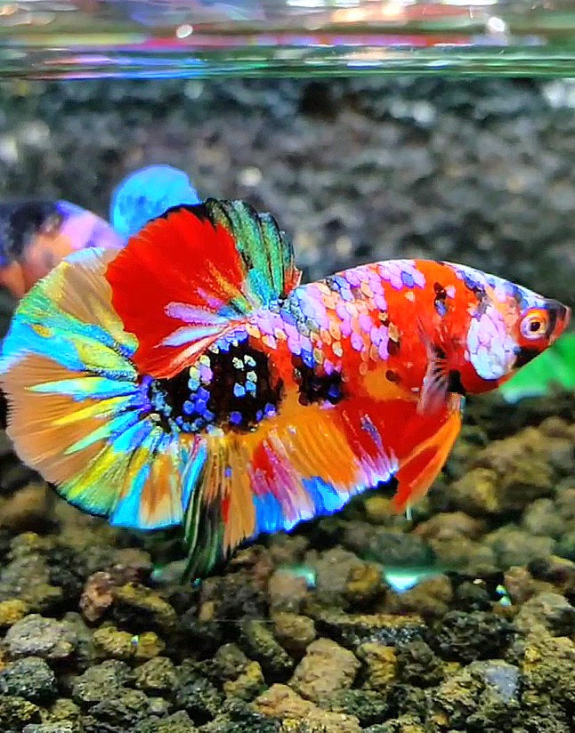 LUXURY PLAKAT RAINBOW GALAXY MULTICOLOR BETTA FISH