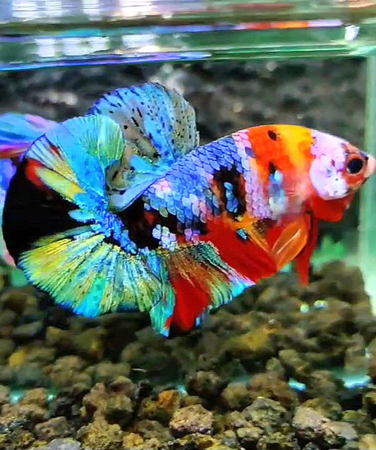 PLAKAT GALAXY MULTICOLOR BETTA FISH