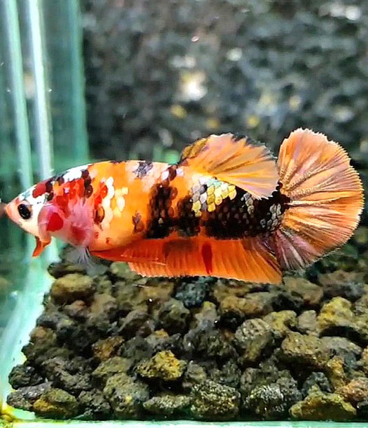 FEMALE PLAKAT ORANGE COPPER GALAXY MULTICOLOR BETTA FISH