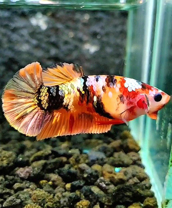 FEMALE PLAKAT ORANGE COPPER GALAXY MULTICOLOR BETTA FISH
