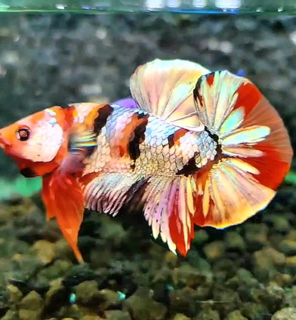 PLAKAT ORANGE COPPER GALAXY PATTERN MULTICOLOR BETTA FISH