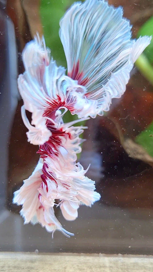 LUXURY XL HALFMOON SUPER DUMBO EAR ROSETAIL CURLY PURPLE BUTTERFLY BETTA FISH