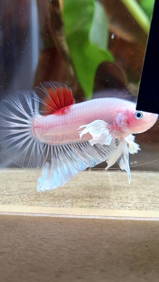 PLAKAT DUMBO EAR KOI TANCHO CELLOPHANE BETTA FISH