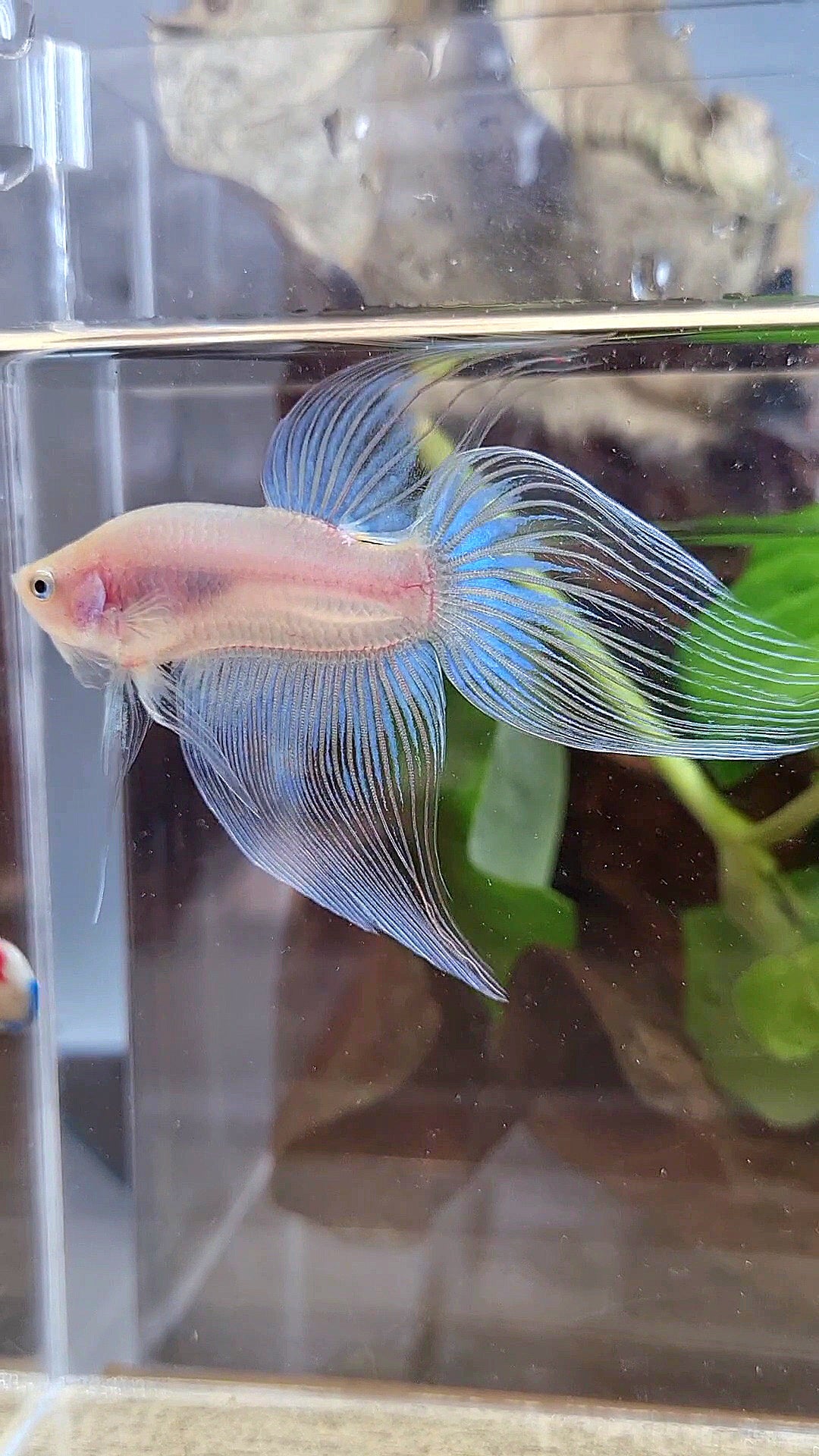 VEILTAIL CELLOPHANE TRANSPARENT BETTA FISH