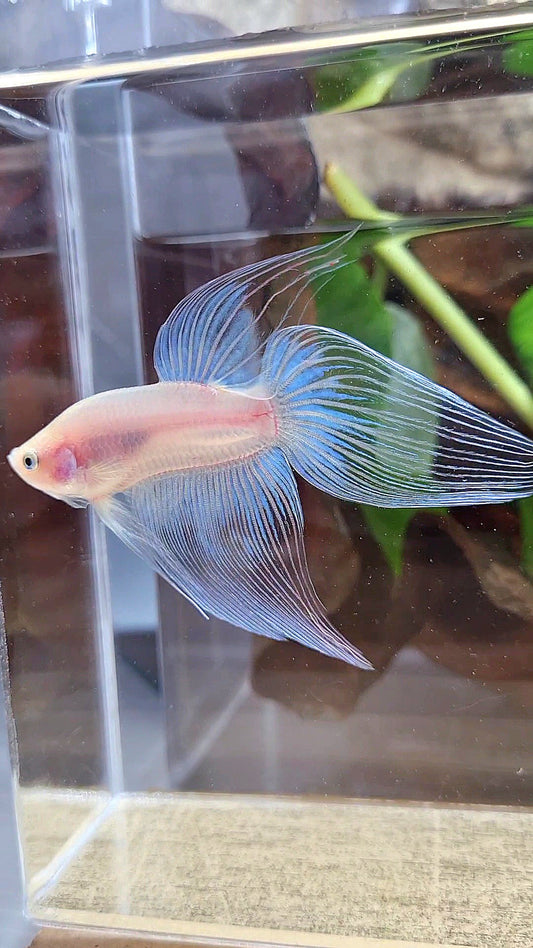 VEILTAIL CELLOPHANE TRANSPARENT BETTA FISH