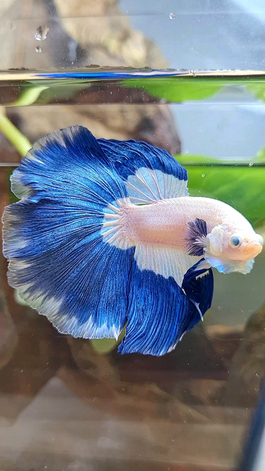 HALFMOON ROSETAIL BLUE RIM PATTERN BETTA FISH