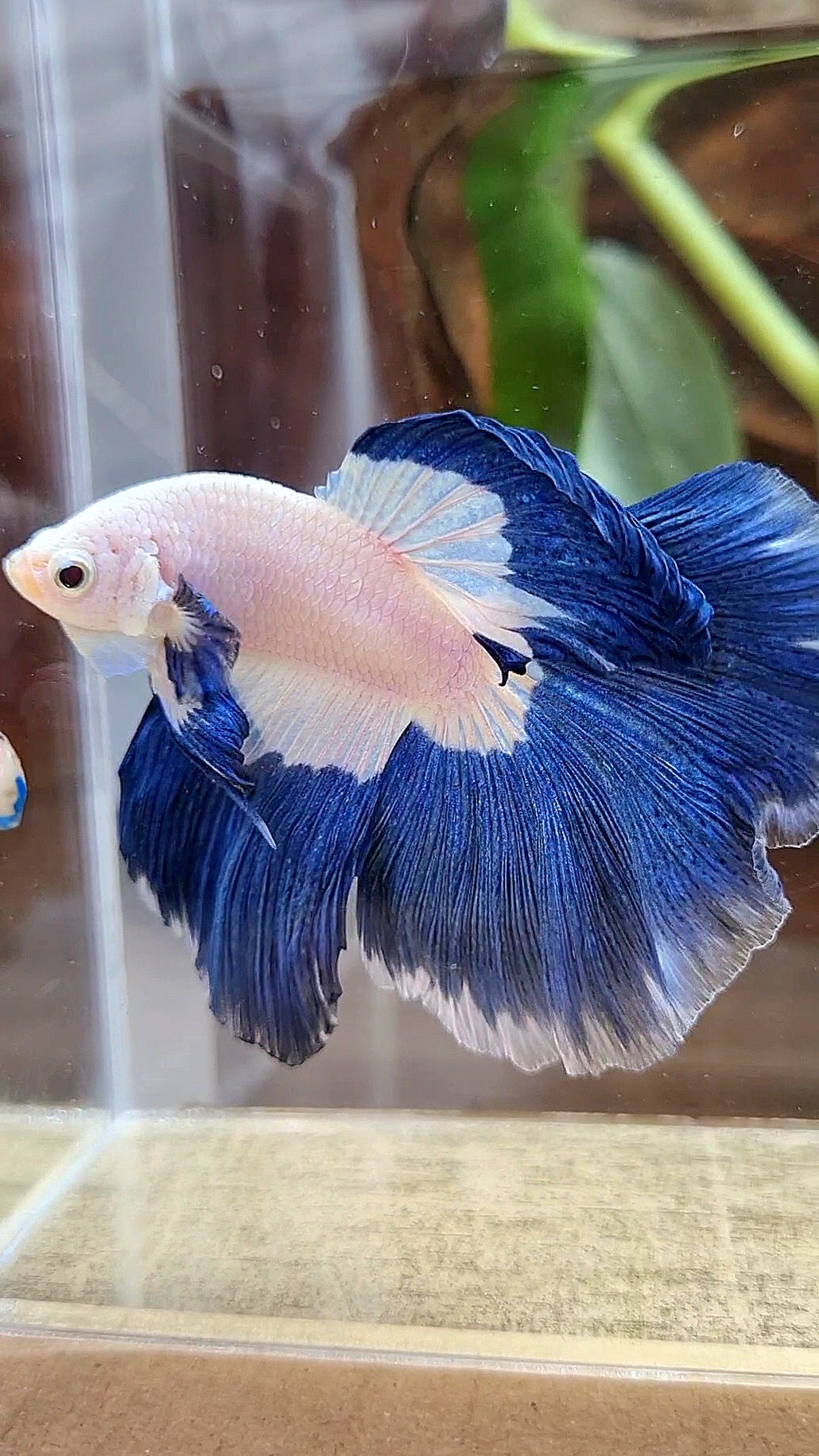 HALFMOON ROSETAIL BLUE RIM PATTERN BETTA FISH