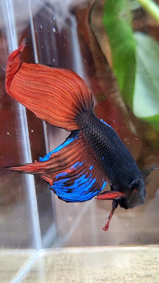 UNIQUE VEILTAIL BONSAI NO DORSAL BLACK ORANGE AVATAR BETTA FISH