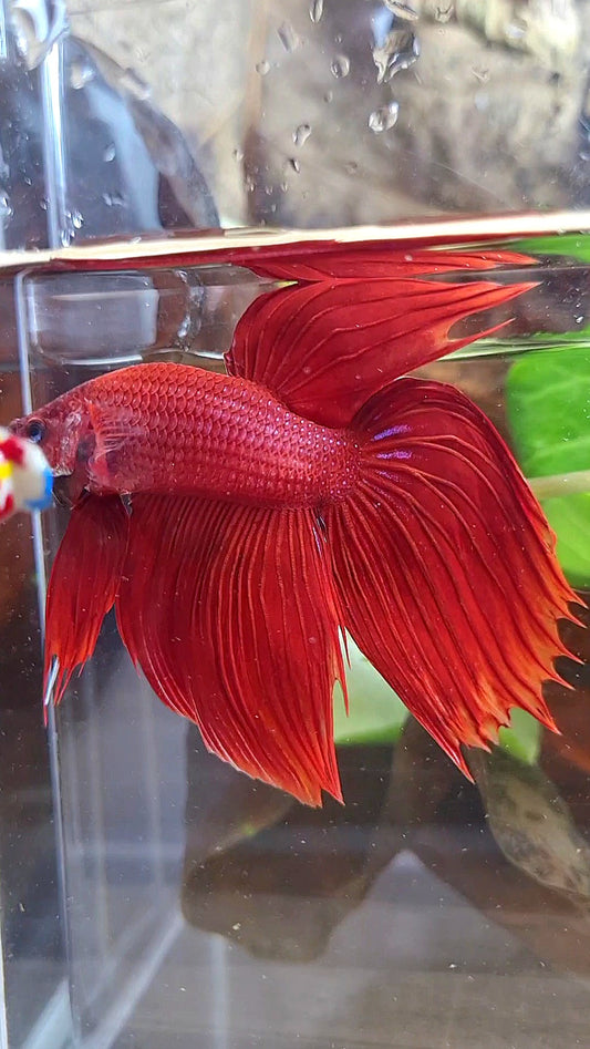 VEILTAIL CROWNTAIL SUPER RED BETTA FISH