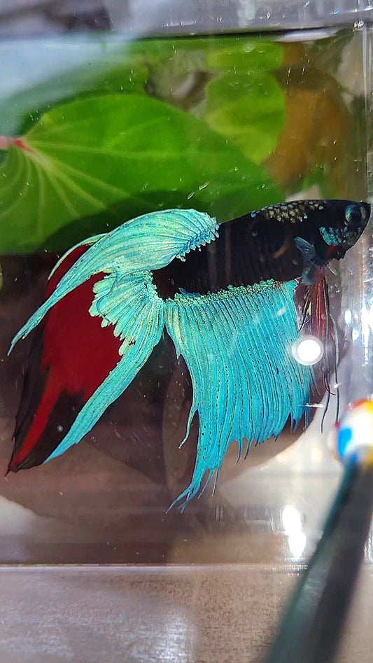 VEILTAIL EMERALD BLACK GALAXY AVATAR BETTA FISH