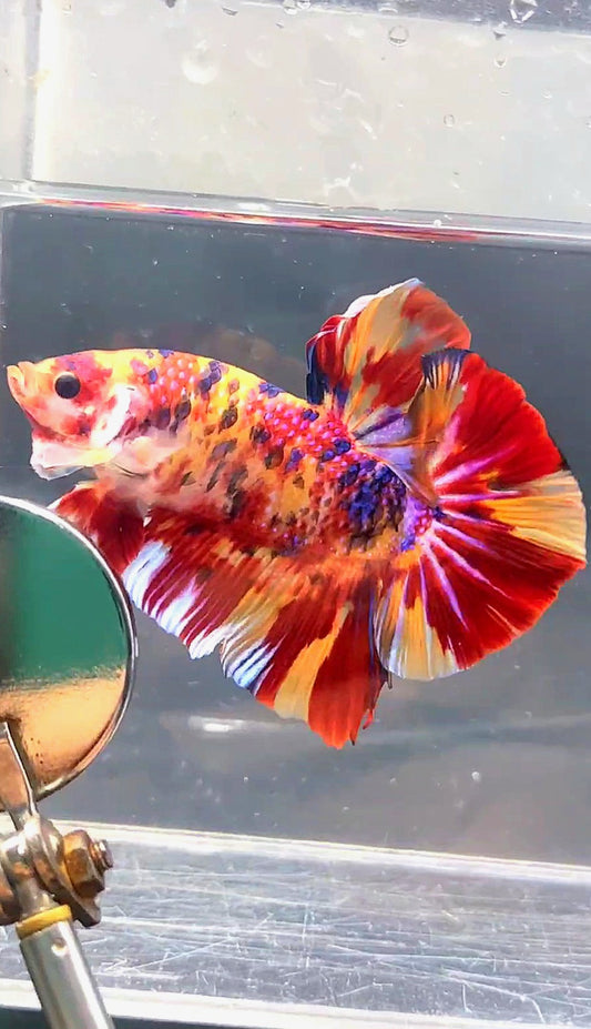 GIANT HMPK BO 5.3CM FIRE MULTICOLOR BETTA FISH