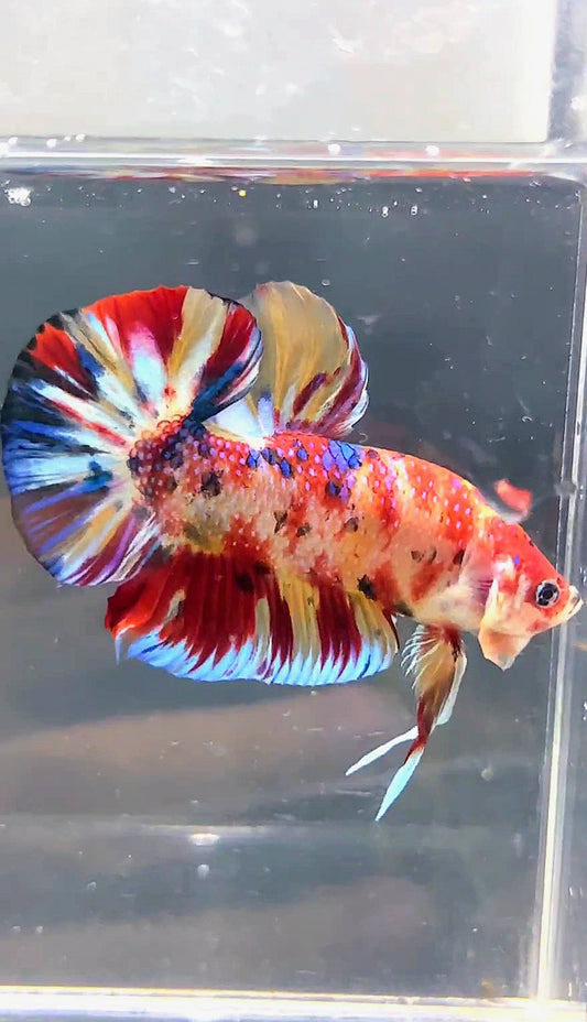GIANT HMPK BO 4.6CM KOI MULTICOLOR BETTA FISH
