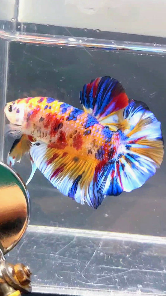 GIANT HMPK BO 5CM KOI MULTICOLOR BETTA FISH