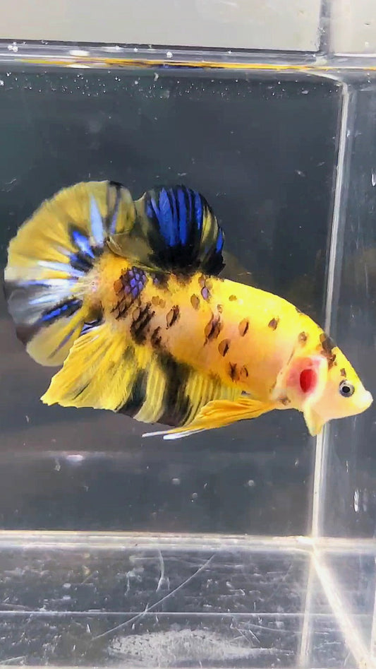 GIANT PLAKAT BO 4.5CM YELLOW KOI GALAXY MULTICOLOR BETTA FISH