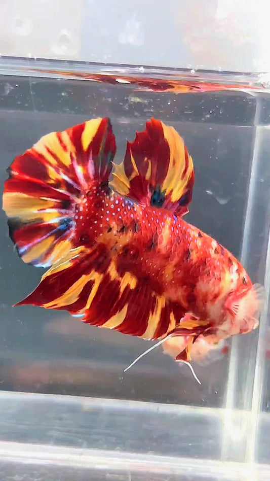 GIANT PLAKAT BO 5CM LEOPARD FIRE MARBLE MULTICOLOR BETTA FISH