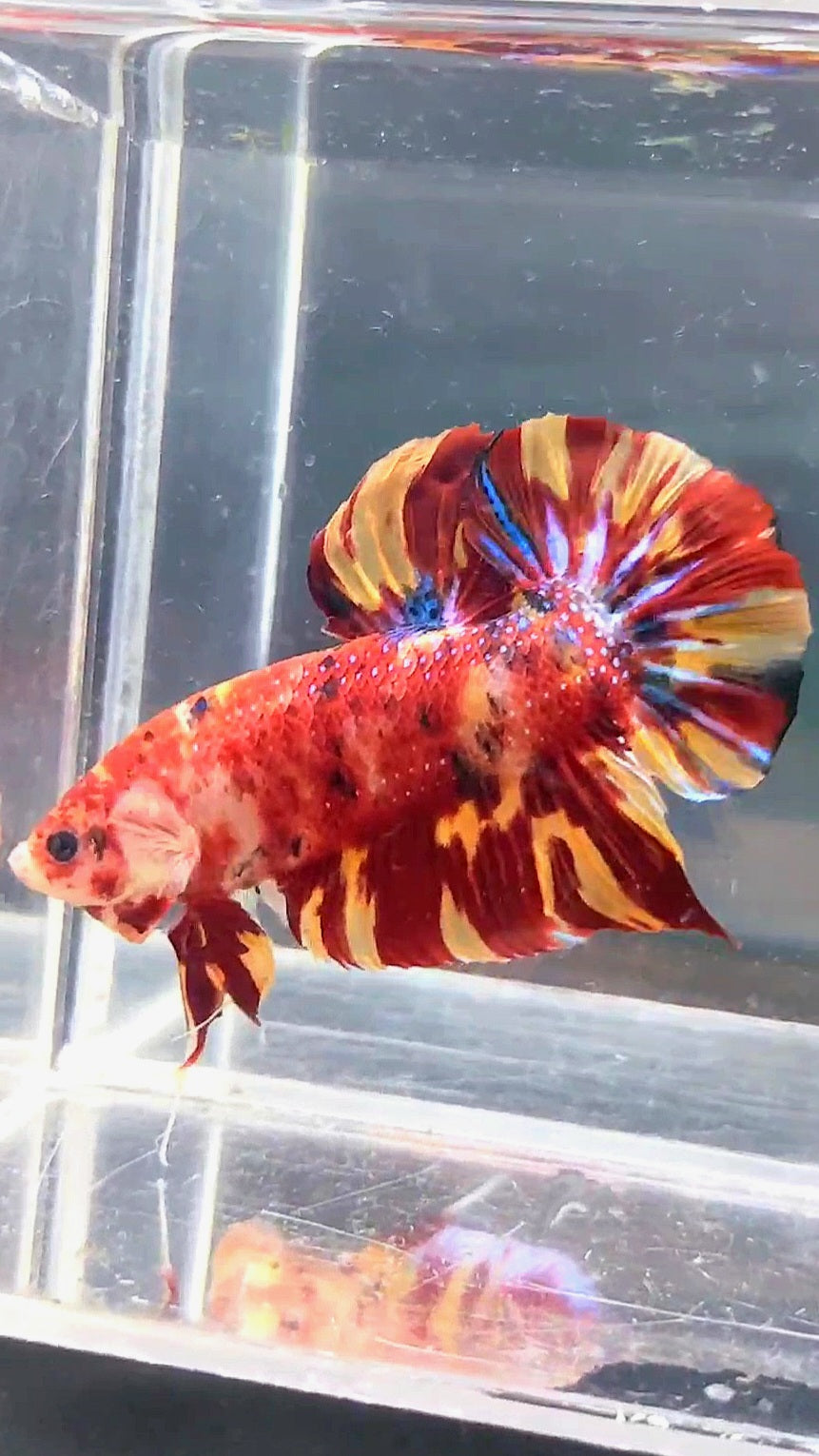 GIANT PLAKAT BO 5CM LEOPARD FIRE MARBLE MULTICOLOR BETTA FISH