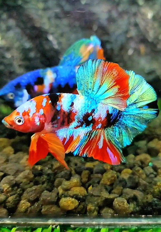 PLAKAT GALAXY MULTICOLOR BETTA FISH