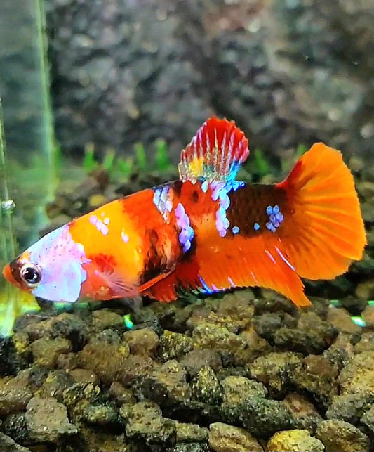 FEMALE PLAKAT GALAXY MULTICOLOR BETTA FISH