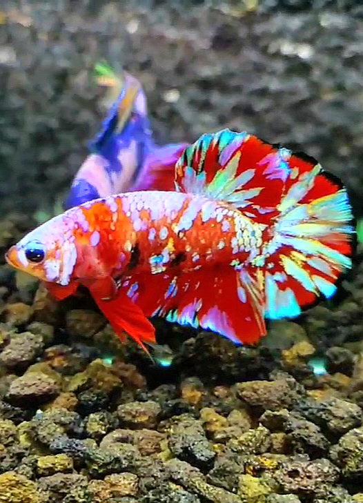 PLAKAT RED PURPLE SUPER GALAXY MULTICOLOR BETTA FISH