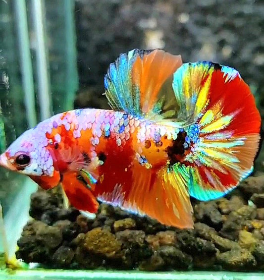 PLAKAT GALAXY MULTICOLOR BETTA FISH