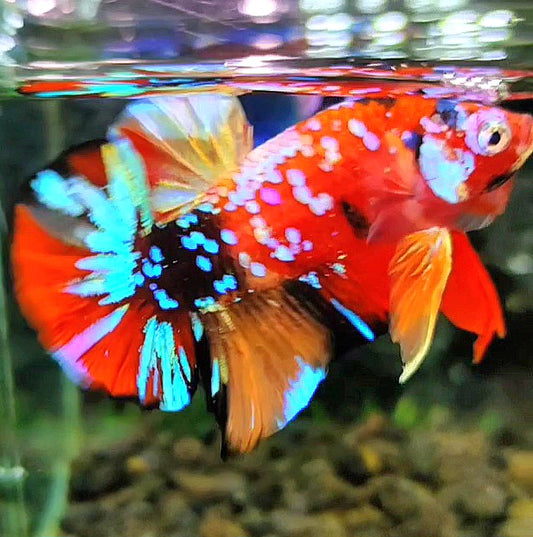 PLAKAT SUPER GALAXY MULTICOLOR BETTA FISH