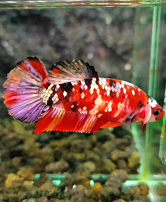FEMALE PLAKAT ORANGE COPPER SUPER GALAXY MULTICOLOR BETTA FISH