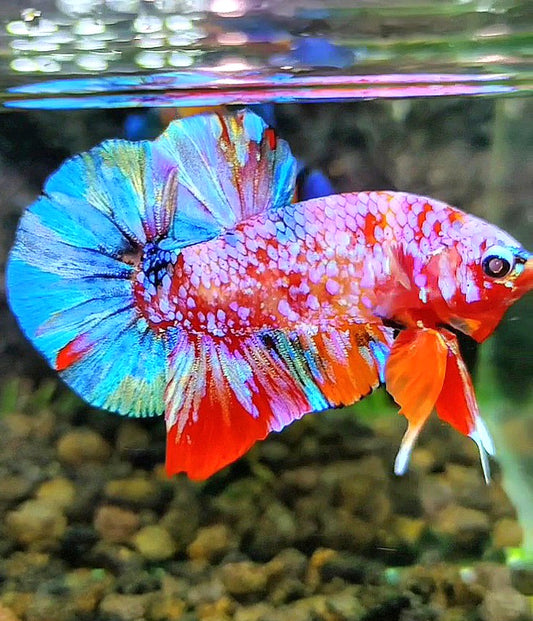 PLAKAT GALAXY PINK MULTICOLOR BETTA FISH