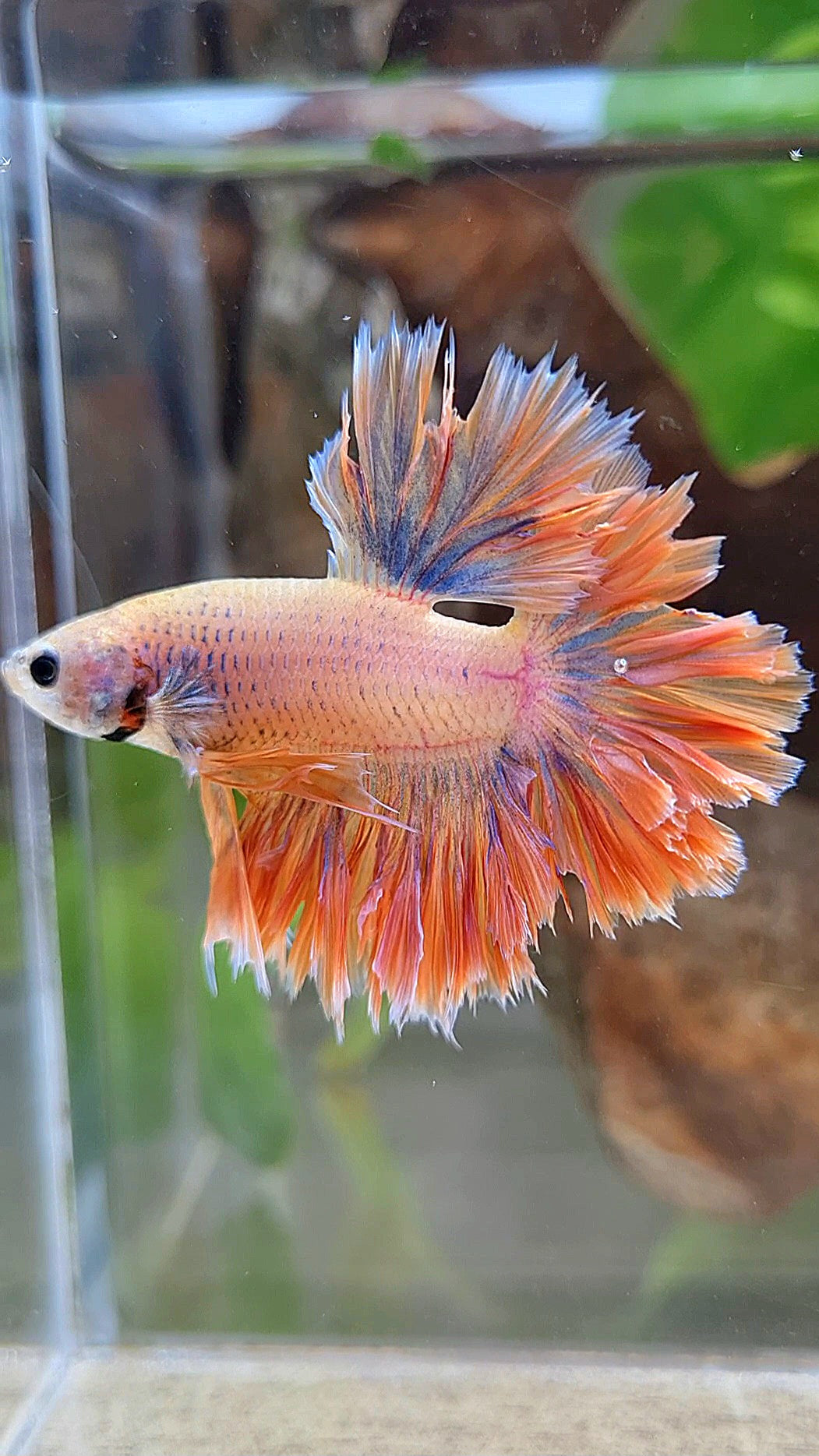 HALFMOON FEATHER TAIL ORANGE MASCOT BETTA FISH