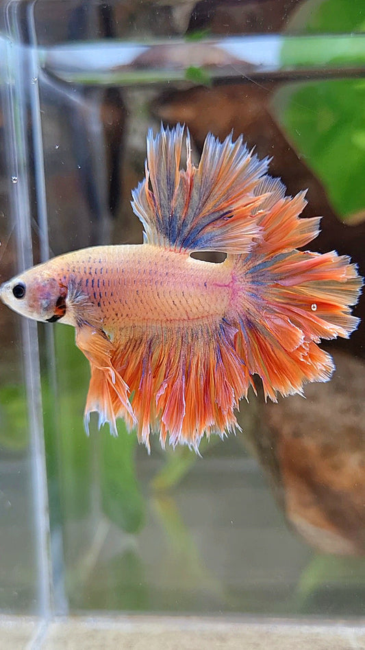HALFMOON FEATHER TAIL ORANGE MASCOT BETTA FISH