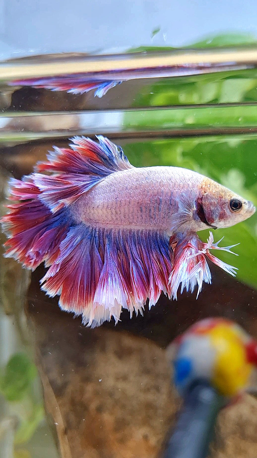 KING FEATHER TAIL HALFMOON PURPLE MASCOT BETTA FISH