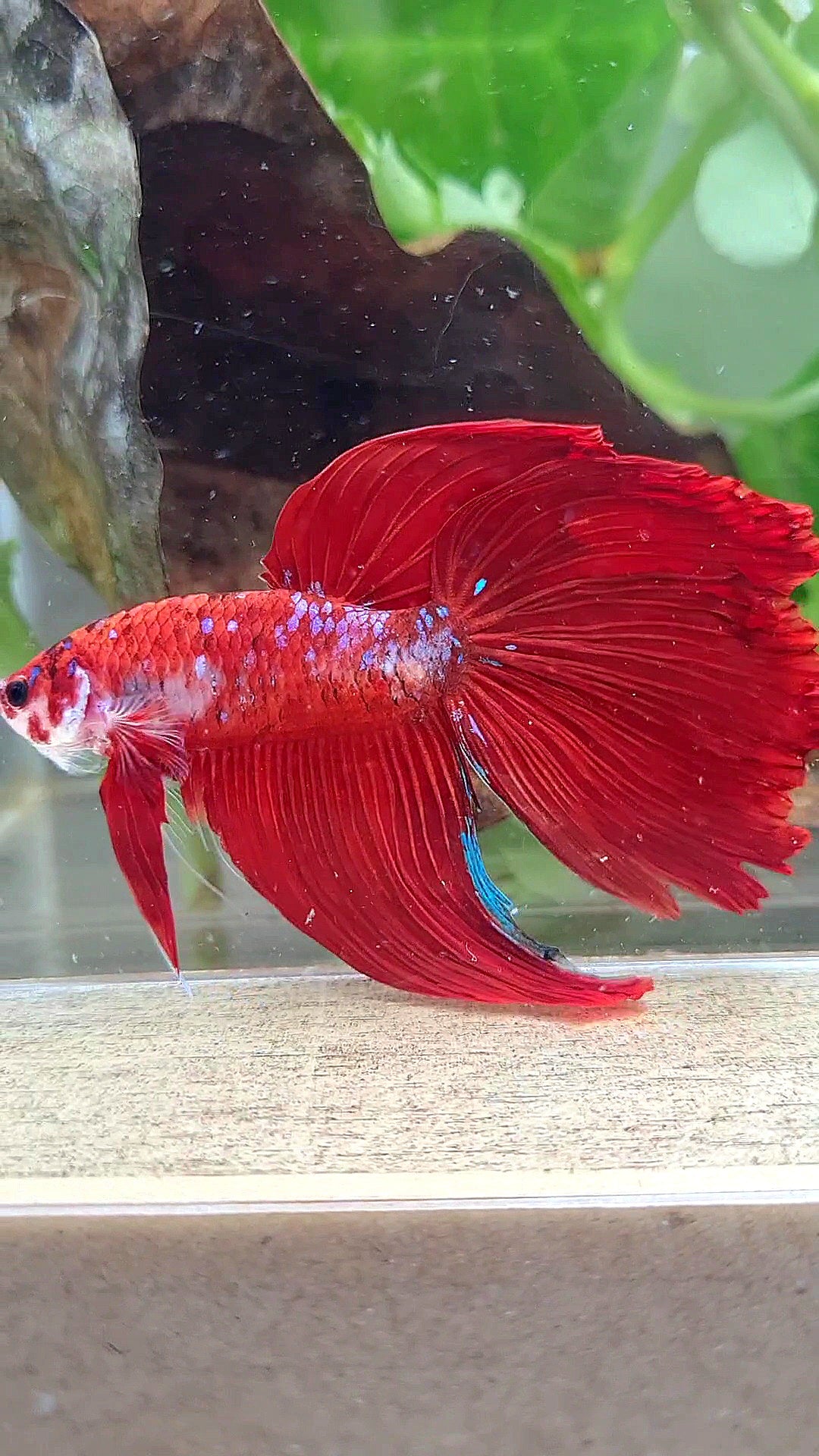 GIANT VEILTAIL DELTA TOTAL 8CM+ RED KOI GALAXY MULTICOLOR BETTA FISH