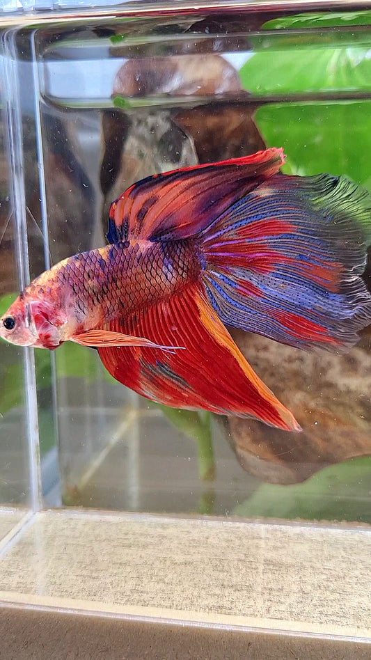 GIANT VEILTAIL DELTA TOTAL 8,5CM+ FIRE MULTICOLOR BETTA FISH
