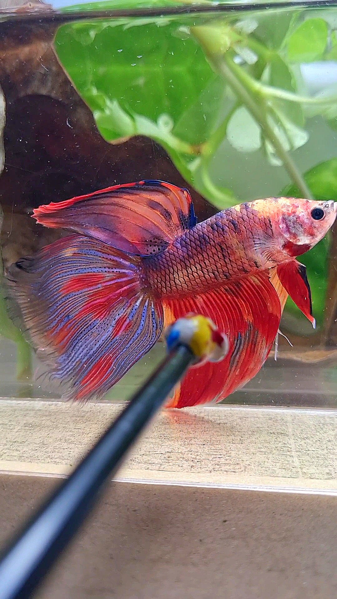 GIANT VEILTAIL DELTA TOTAL 8,5CM+ FIRE MULTICOLOR BETTA FISH