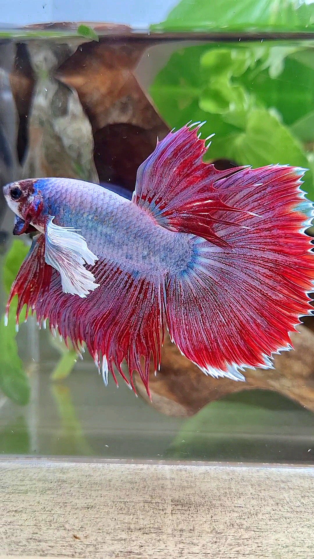 HALFMOON SUPER DUMBO EAR RED MAGENTA BETTA FISH