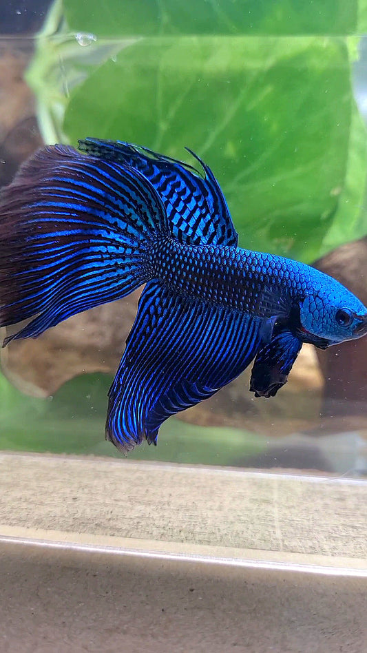 VEILTAIL DELTA ALIEN BLUE HYBRID WILD BETTA FISH