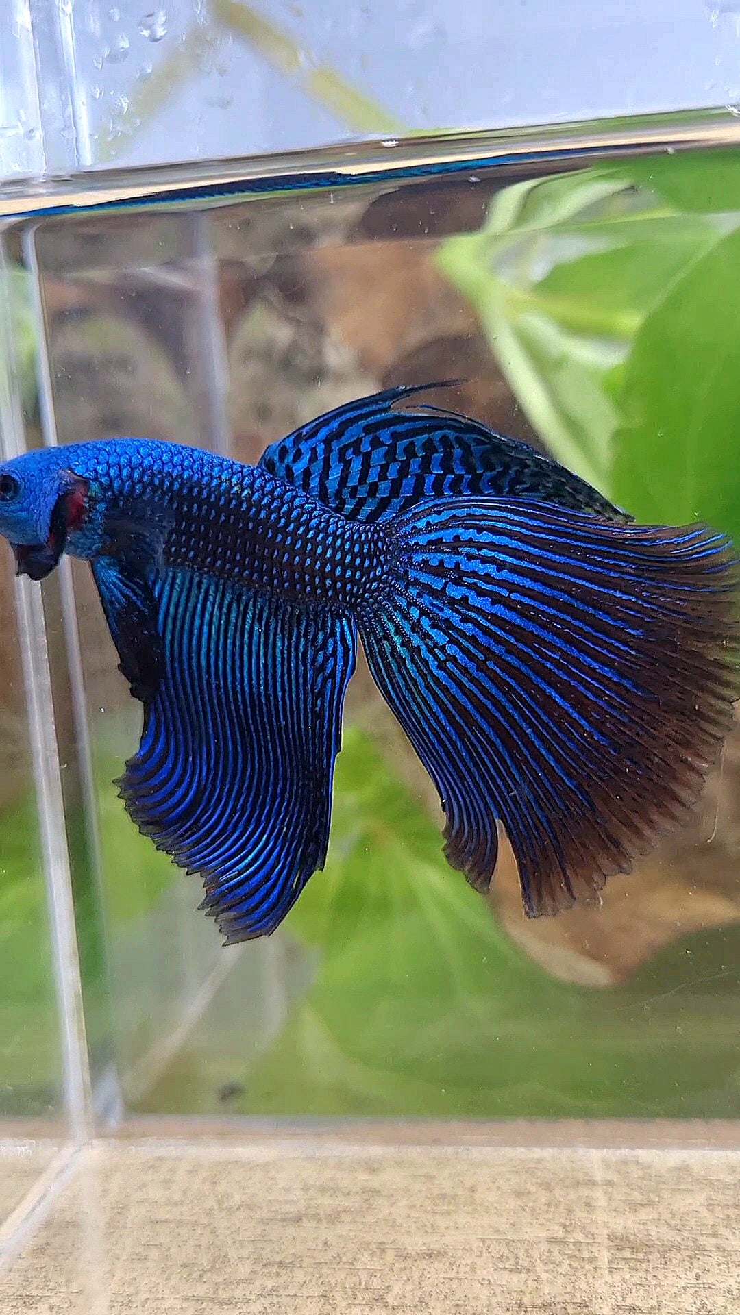 VEILTAIL DELTA ALIEN BLUE HYBRID WILD BETTA FISH