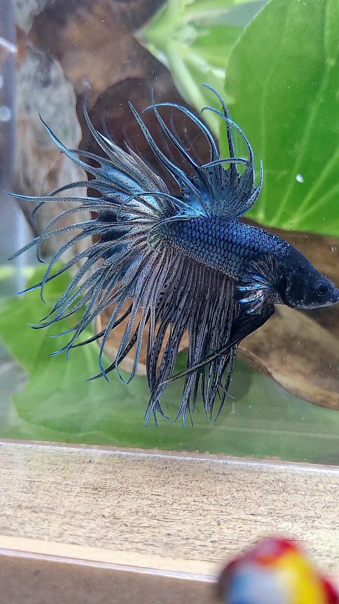 KING CROWNTAIL SUPER COPPER BETTA FISH