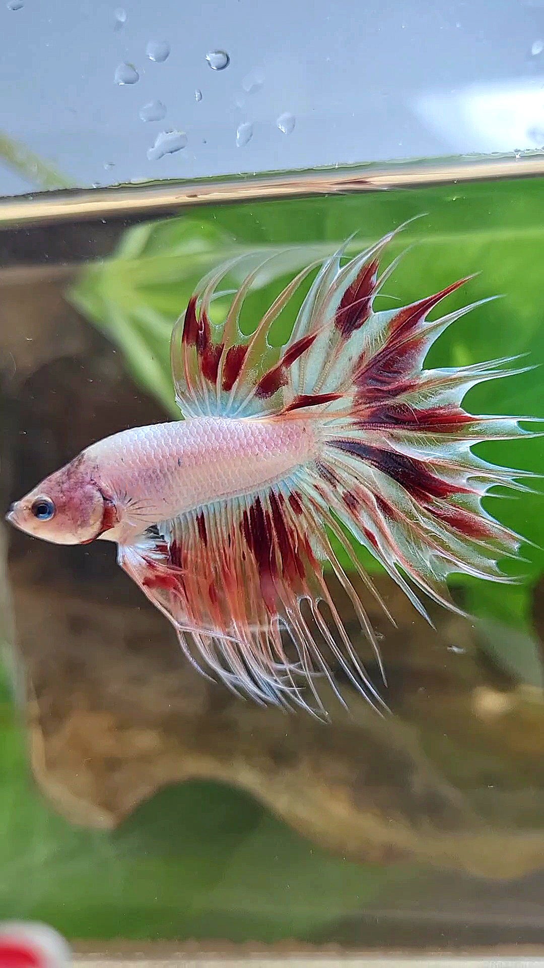 CROWNTAIL ARMAGEDDON BETTA FISH