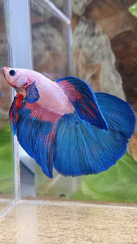 HALFMOON PINK FLAMINGGO BLUE RIM BETTA FISH