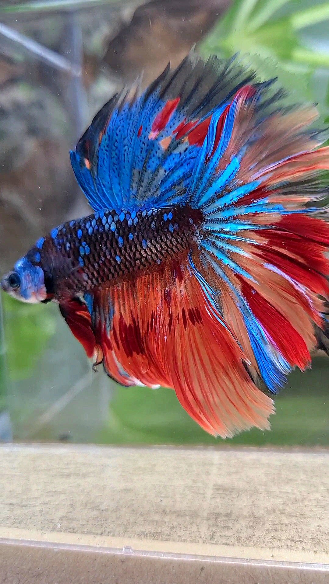 HALFMOON ROSETAIL BLACK GALAXY AVATAR BLUE FIRE VARIATION BETTA FISH