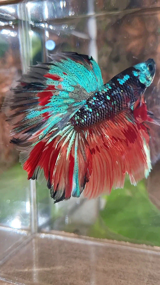 HALFMOON ROSETAIL BLACK GALAXY AVATAR BLUE FIRE VARIATION BETTA FISH