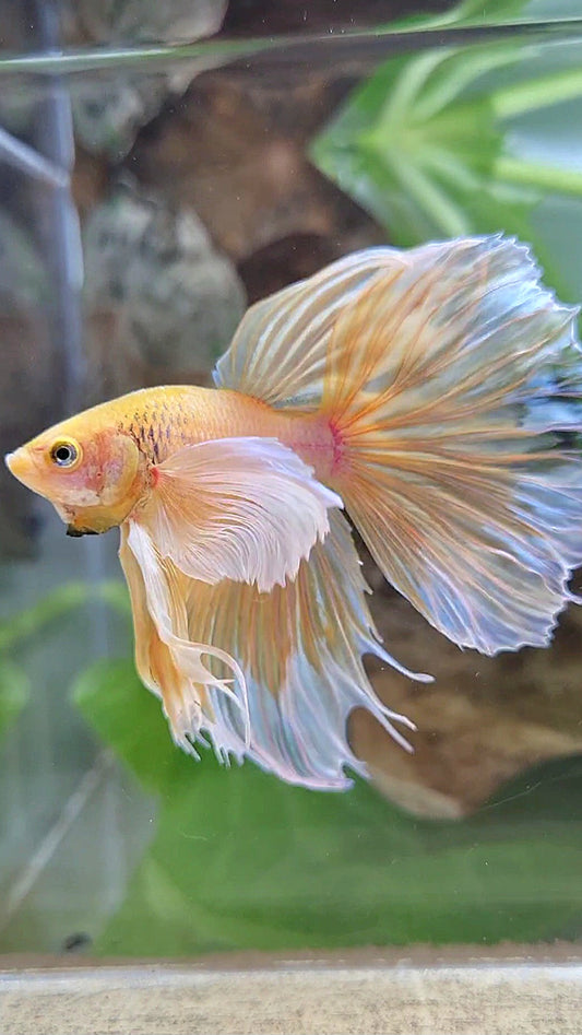 HALFMOON SUPER DUMBO EAR ROSETAIL YELLOW BUTTERFLY BETTA FISH