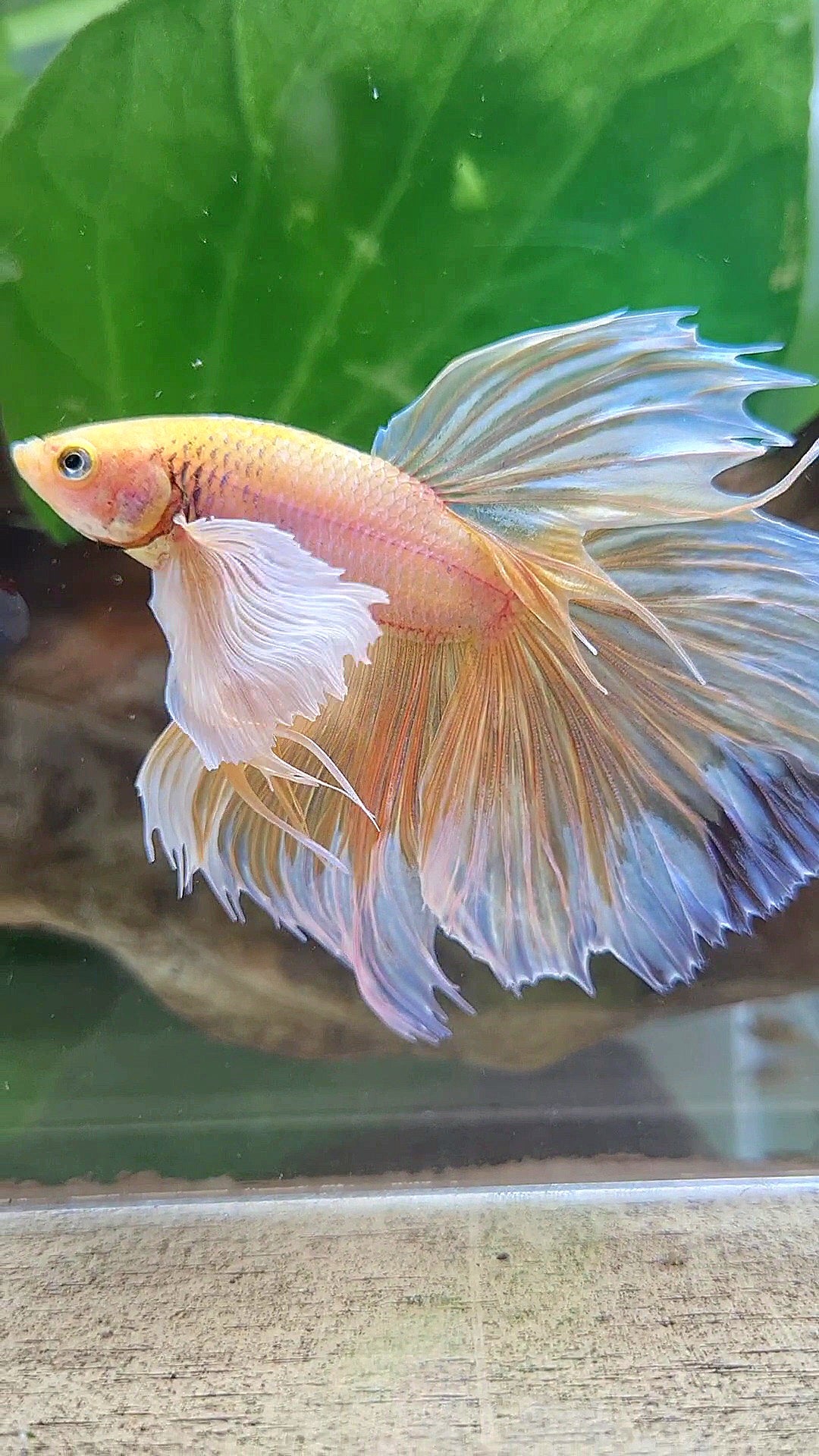 HALFMOON SUPER DUMBO EAR ROSETAIL YELLOW BUTTERFLY BETTA FISH