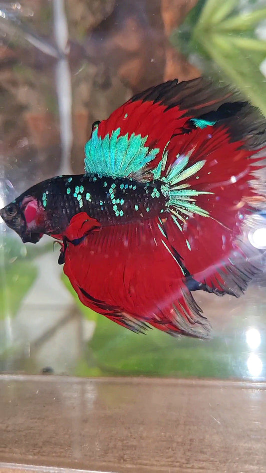 HALFMOON ROSETAIL BLACK GALAXY BLUE AVATAR VAMPIRE BETTA FISH